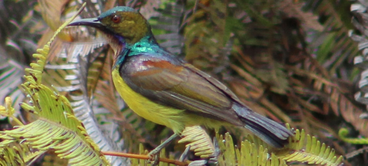 ruby cheeked sunbird.JPG2